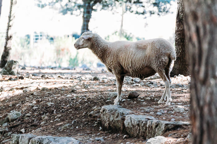 Mallorca_2-MartinStrattner-51